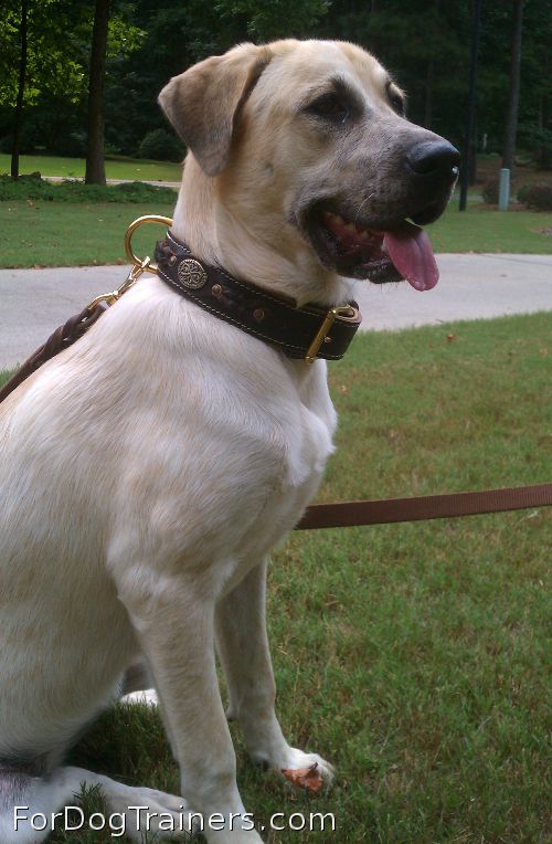 *Kahlua is stunning in New Brown Nappa Padded Hand Made Leather Dog Collar