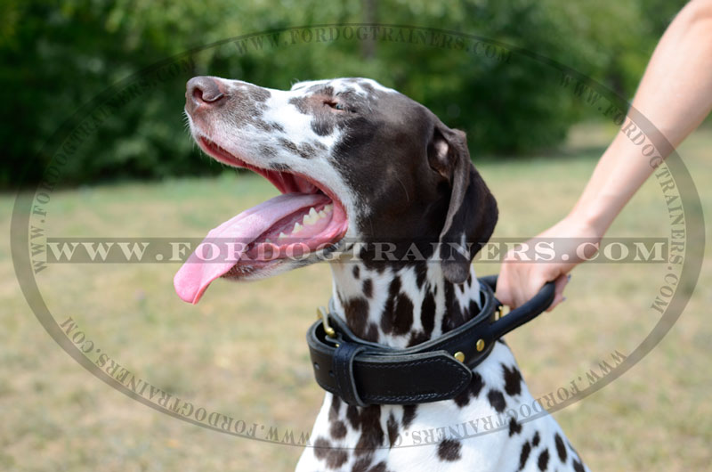 2 Ply Leather Rottweiler Collar with Handle for Agitation Training