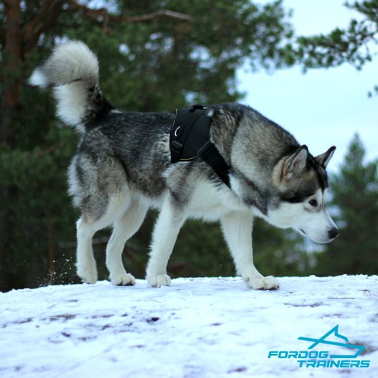 *Ridlis Walks in Comfort in Best Nylon Harness for Alaskan Malamute