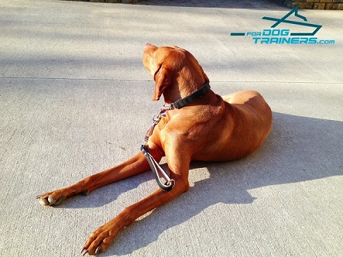 Super Control Vizsla Leash with Floating Ring