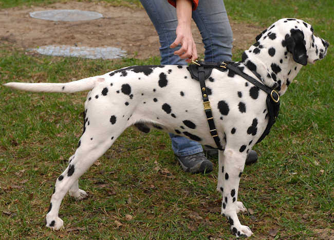 Strong Dog Harness for Attack Training and Daily Walking