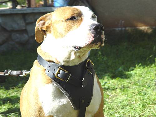 Professional Leather Dog Harness for Agitation Training and Comfortable for Walking