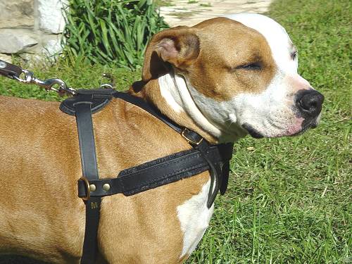 Agitation Leather Dog Harness Padded