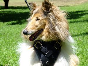 Professional Leather Dog Harness for Agitation Training and Comfortable for Walking