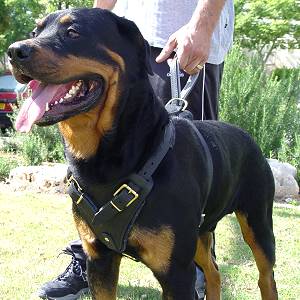 Professional Leather Dog Harness for Agitation Training and Comfortable for Walking