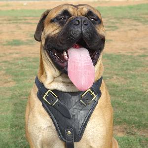 Professional Leather Dog Harness for Agitation Training and Comfortable for Walking