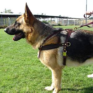 Professional Leather Dog Harness for Agitation Training and Comfortable for Walking