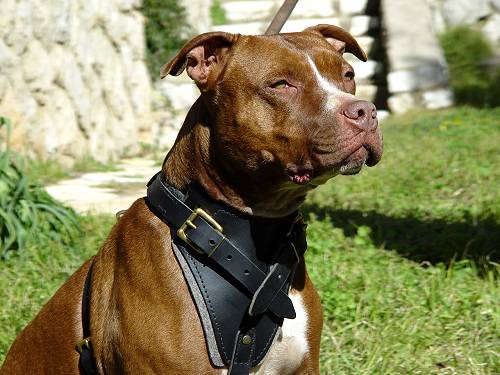 Agitation Leather Dog Harness Padded