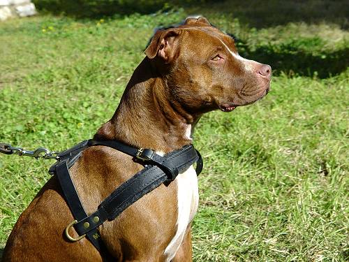 Agitation Leather Dog Harness Padded