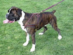 Strong Dog Harness for Attack Training and Daily Walking