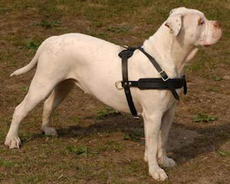 Professional Leather Dog Harness for Agitation Training and Comfortable for Walking