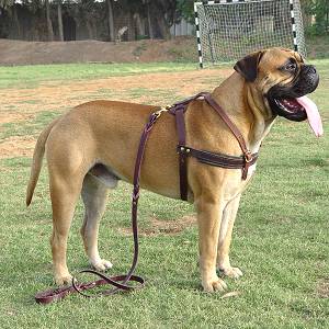 Professional Leather Dog Harness for Agitation Training and Comfortable for Walking