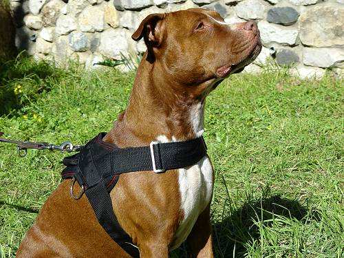 Nylon Multipurpose Pitbull Harness for Tracking / Pulling