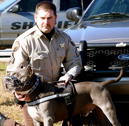 Pitbull Dave wearing our exclusive All Weather Reflective harness H6plus