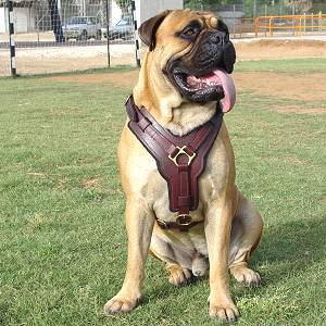 Gorgeous Leather Harness